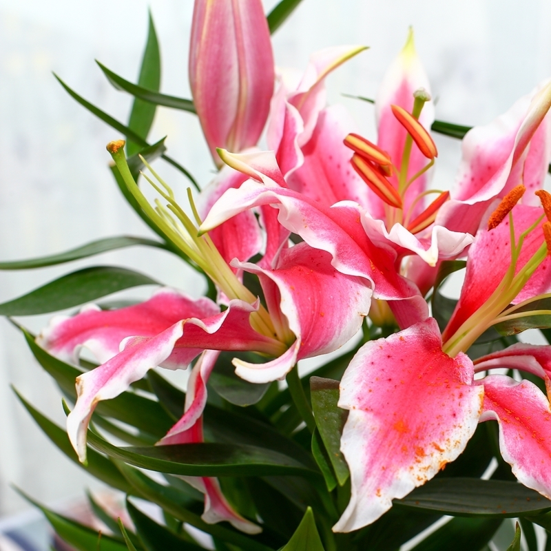 再三提醒不管在哪,要是看见到这种树苗,立马挖走种回家