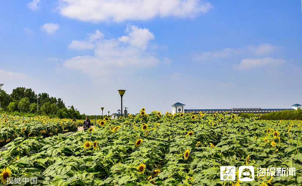 花海|图看日照｜沭河湿地百亩向日葵花开正旺