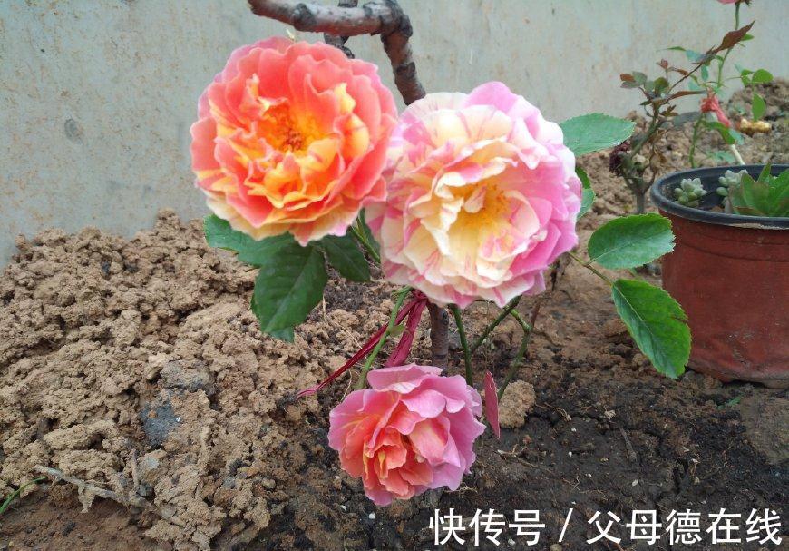 中国的骄傲品种月季,四季开花,观赏价值高,花香浓郁,值得拥有