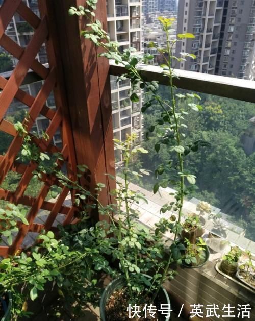 落花落蕾|7种花冬天要“春化”,必须冻满1个月,不然落花落蕾不开花!