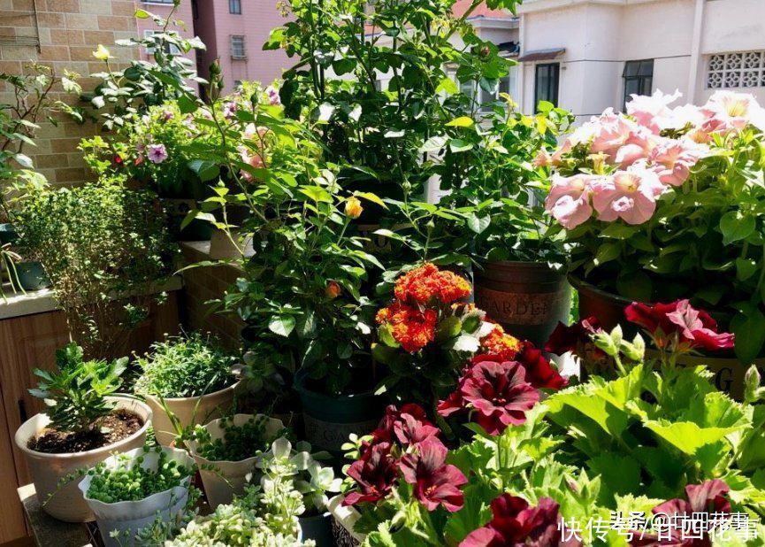 长寿花|家养3种花,让它们“交接班”,一年开花365天,阳台变花海