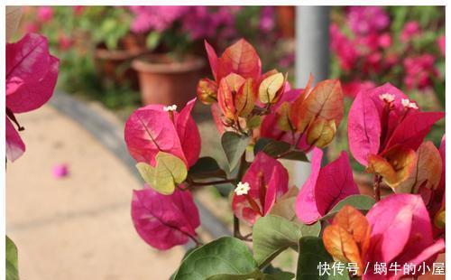 5款高颜值的三角梅,实则懒花,新手慎入,避免一年到头没花赏!