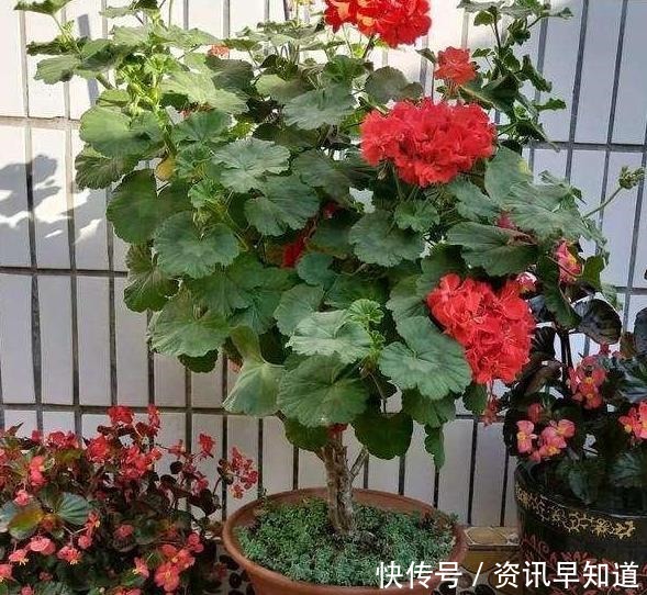 家里养花就用淘米水浇花,这么处理效果一级棒,还能省下大笔钱