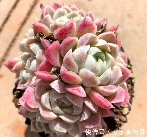 每一款|8款仙气十足的多肉,每一款都好养,适合新手,值得拥有!