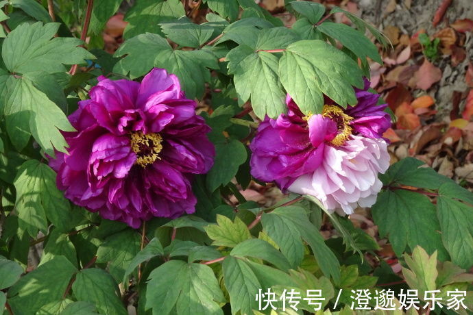 喜欢菊花,不如养盆“牡丹名品”紫二乔,一花开两色,绚丽多姿!