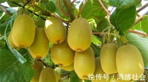 血管|对身体很好的3种养生菜，女性不妨常吃，养护血管，增强体质