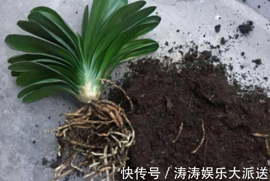 肥料|总结养花“十大问题”,只要学会,你就是养花大神