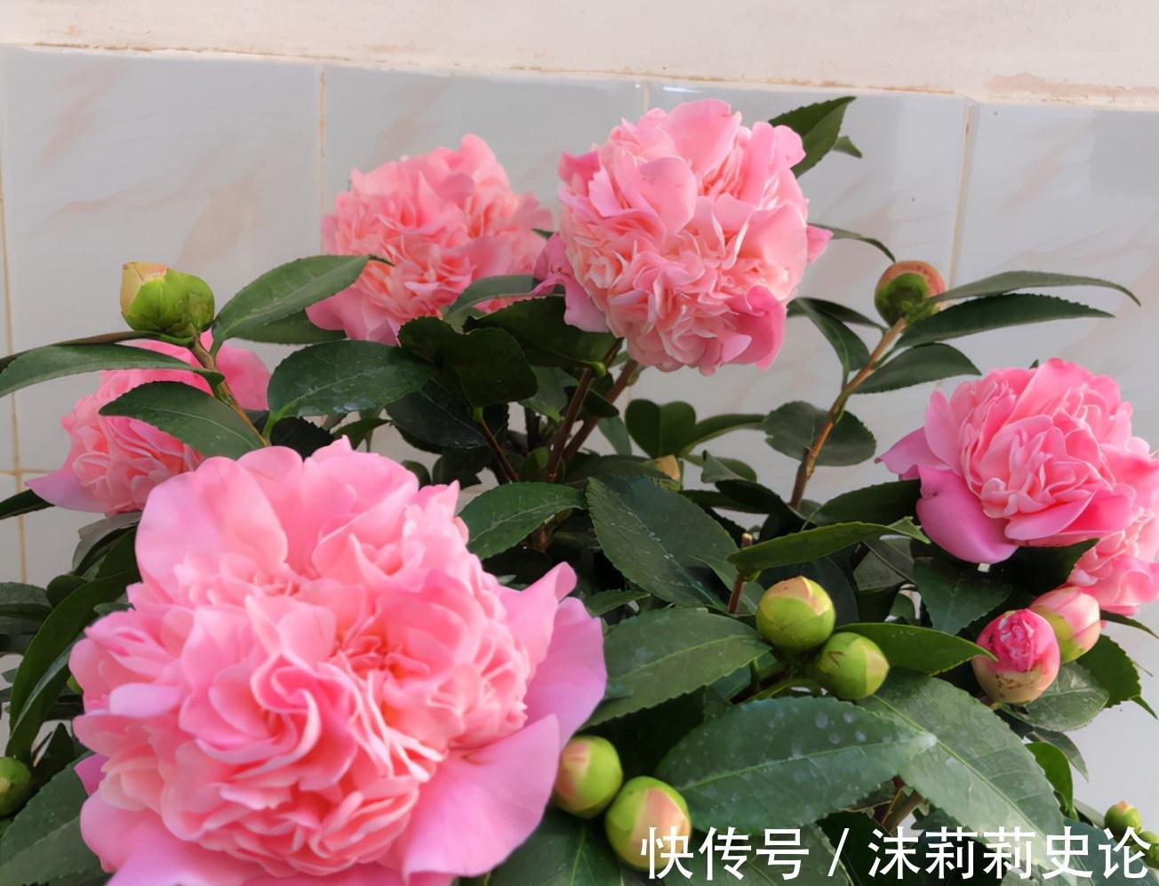 藏红花|雨雪天冻不死的8种花,越冷越开花,冬天养一盆,喜庆又漂亮