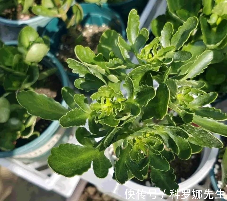 叶绿花繁|养长寿花,这4点很重要,做好了,叶绿花繁!