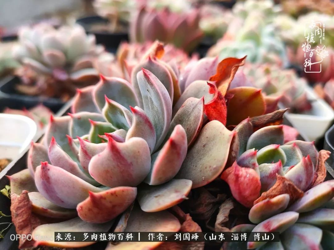 贵的不一定是对的,你的多肉究竟值多少钱附冬季养护攻略!