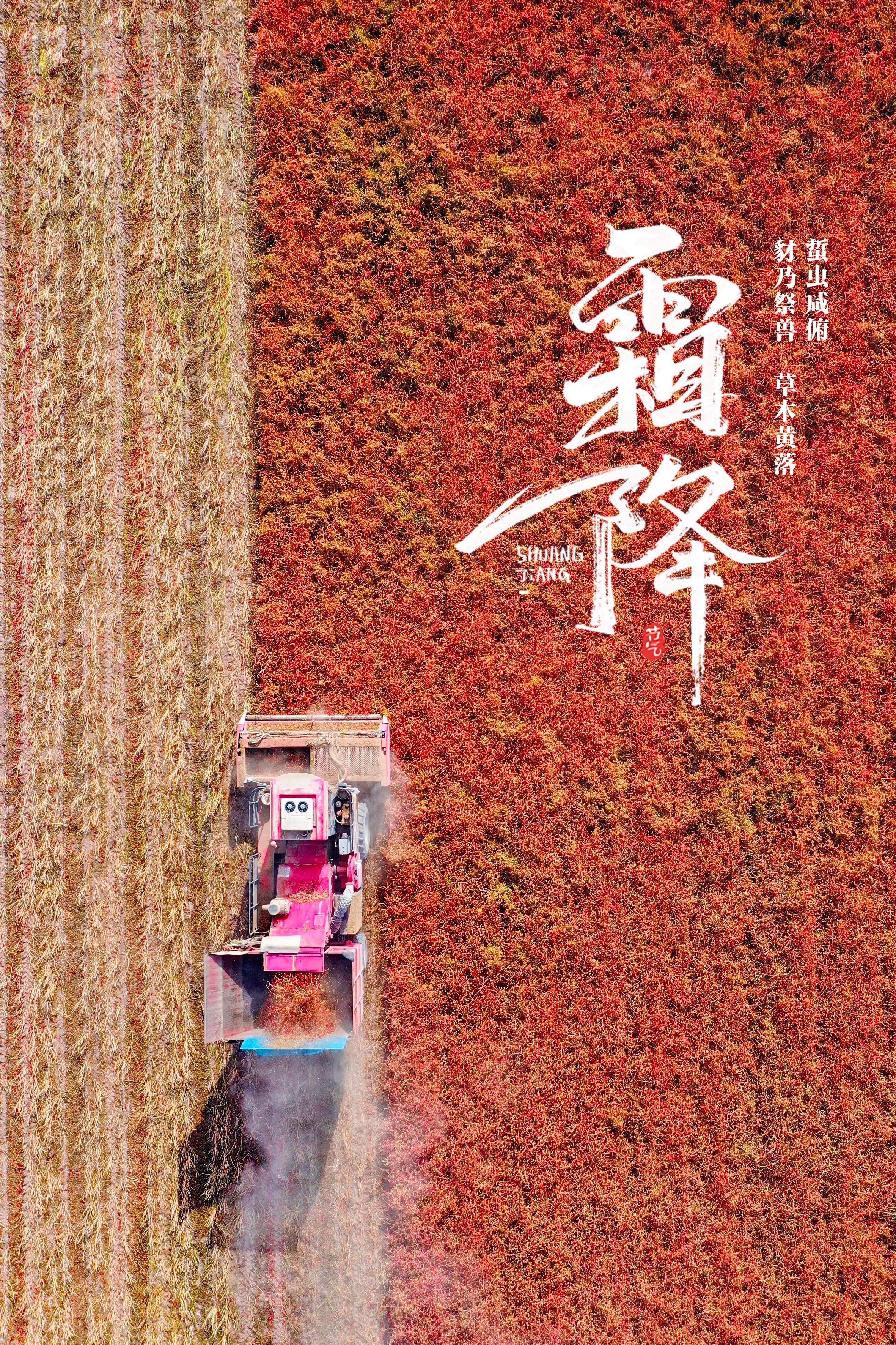 草木黄落！报节气|山明水净夜来霜 数树深红出浅黄