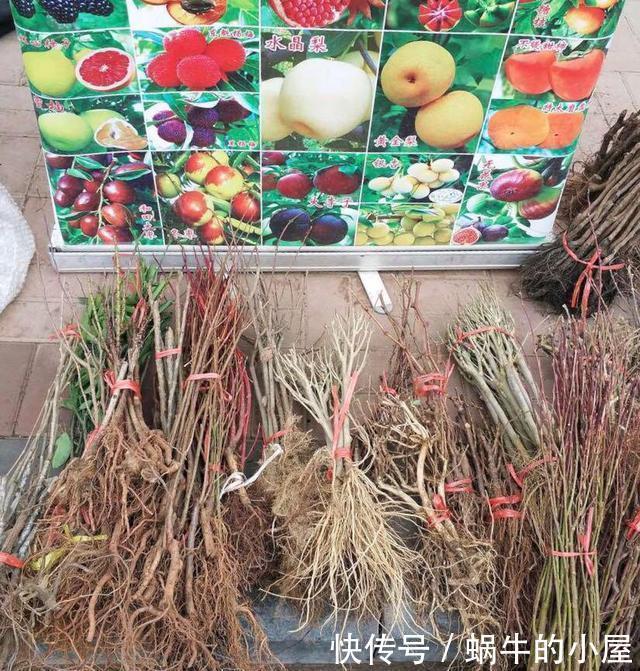春天买花有口诀，记住“4要4不要”，花对钱才能买“好”花