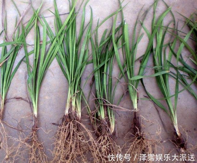 农村田野里，有1种“麦冬草”值钱，如今在公园也有，看到请保护