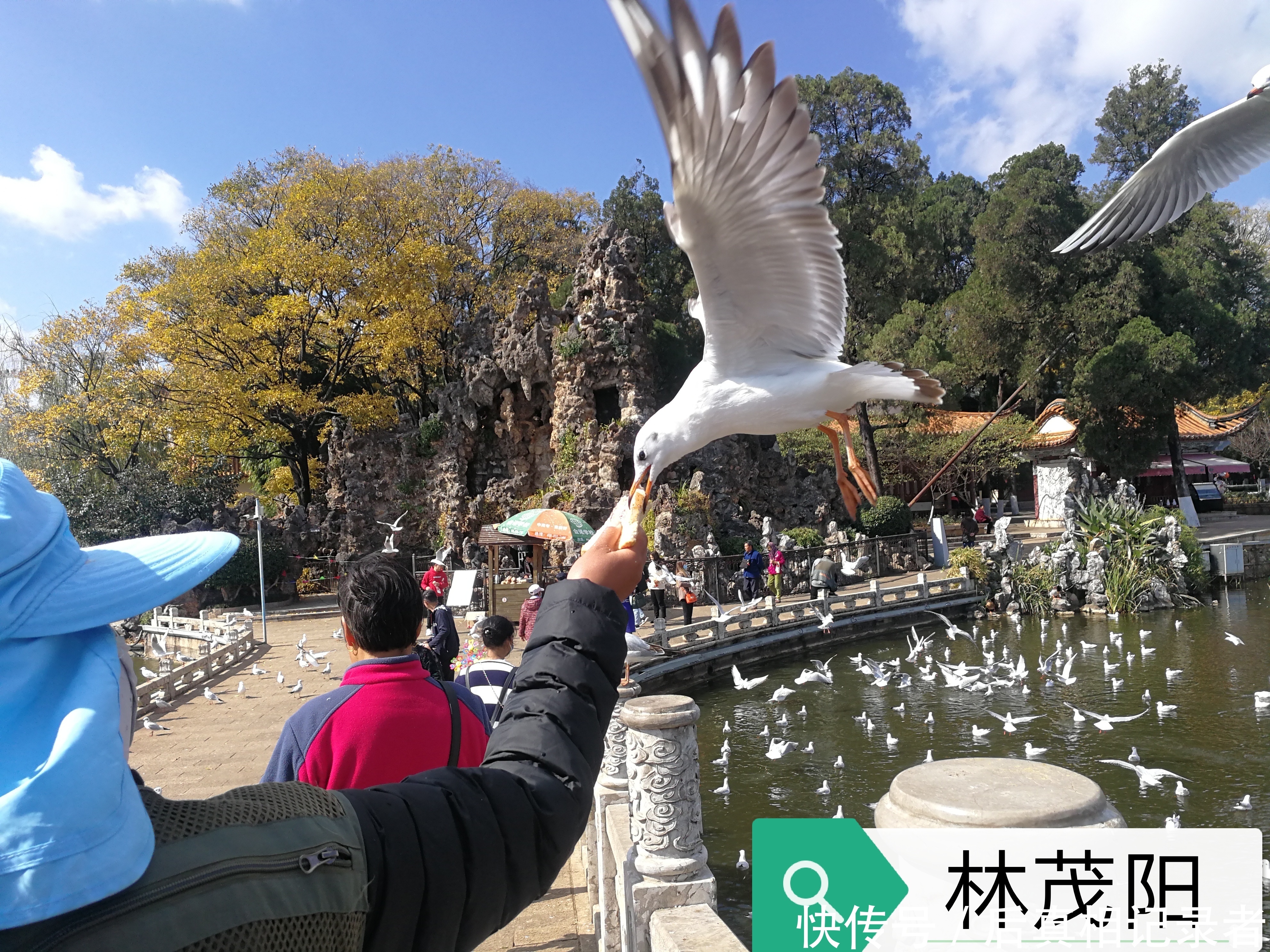 海鸥与人的和谐场面