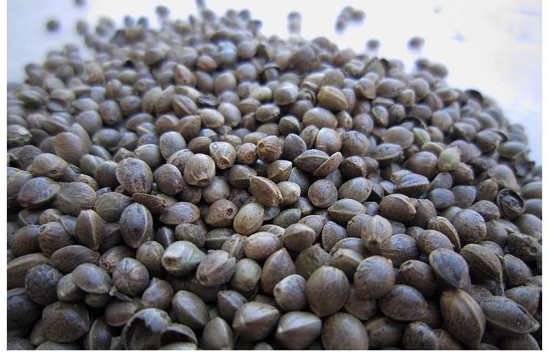 油炸食物|养胃“冠军”找到了,不是小米,你若爱吃,胃或“壮如牛”