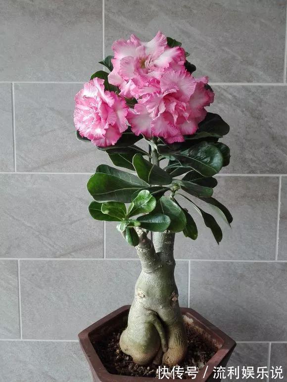 招财旺运|家里4种花,就要饿着养,盆小少浇水,反而长得好!