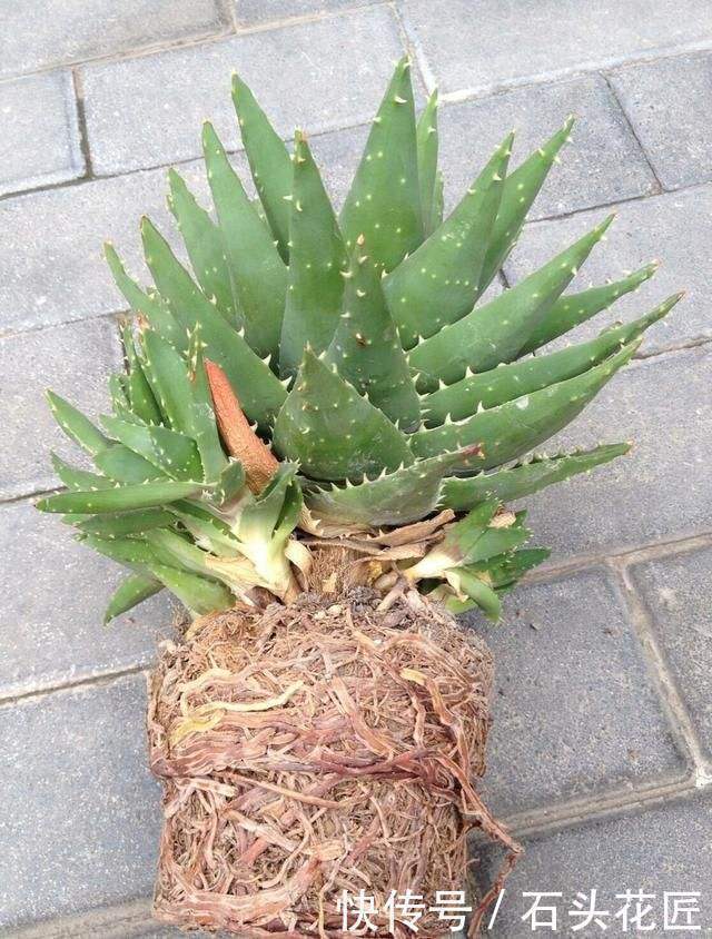 吊兰|这4种花“生崽”高产量,长1年撑破花盆,1次分出20棵