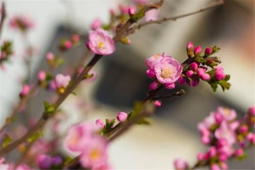  开春|俗话说“大雪不冻倒春寒”，大雪时节来临，明年开春天气怎样？