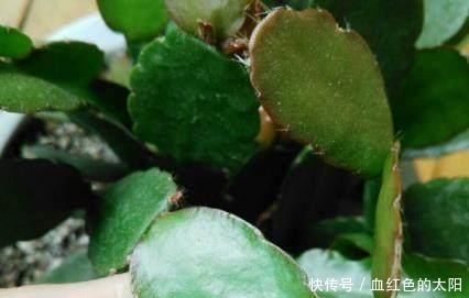 “它”的汁液,对“蟹爪兰”有奇效,一杯“水”一株变数株!