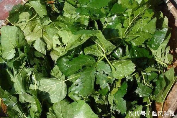  身体|桑树全身都是宝，坚持桑叶泡水喝，7天后身体会尝到4个“甜头”