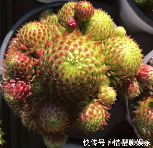 多肉植物|观音莲这样养,不用施肥,一样长满小崽