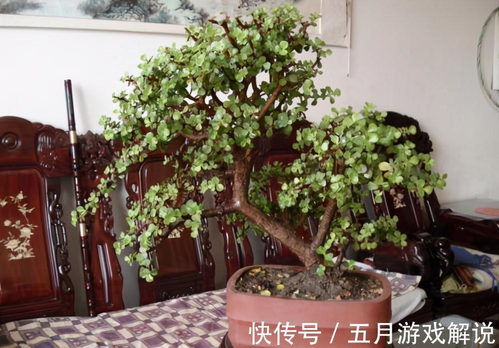 多肉植株中的金枝玉叶,木质化主茎随便修剪,就是上好盆景