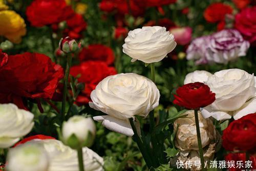 那些被誉为“美人”的花,不仅花期长,而且寓意也十分吉利