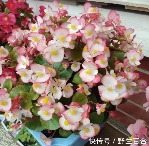 养花就养个花期长的,花色艳丽,花瓣层层叠叠,一养就上瘾!