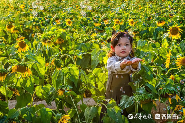 济南网红向日葵花海波澜壮阔如同画卷，如此美景别错过！|情报站| 向日葵