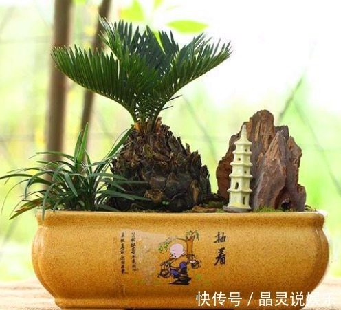 铁树|有种植物叫“铁树”,它真的是和铁一样吗快来一起看看吧