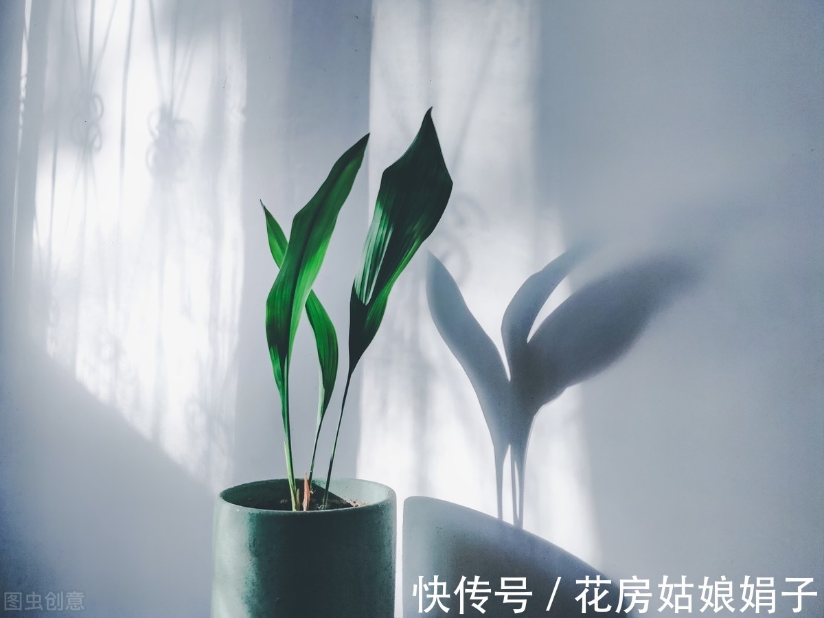 绿植|天热了，卫生间异味遮不住？养上一盆它，异味去无踪，为你解忧