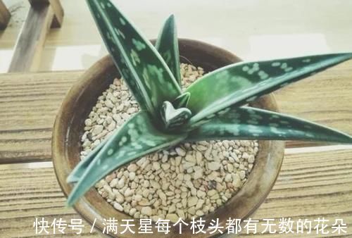 光照|多肉盆栽，天冷不上色怎么办？关小黑屋叶子1个月就变糖果色