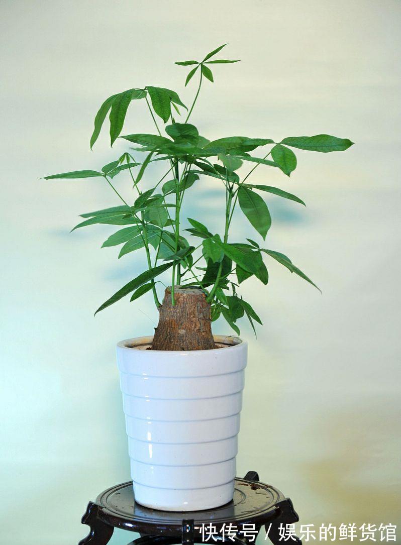 客厅|客厅摆放的4种绿植，不仅四季常青，还高贵典雅，品位不俗