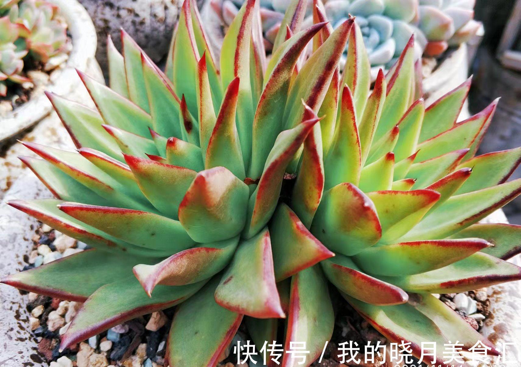 东云系多肉较易出状态,而这“6品种”尤其如此,冬天可轻松上色