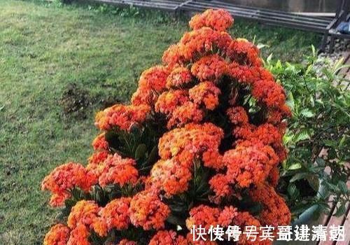 植物|养4种植物得会修剪,越舍得下狠手,植株就长得越旺开花越多