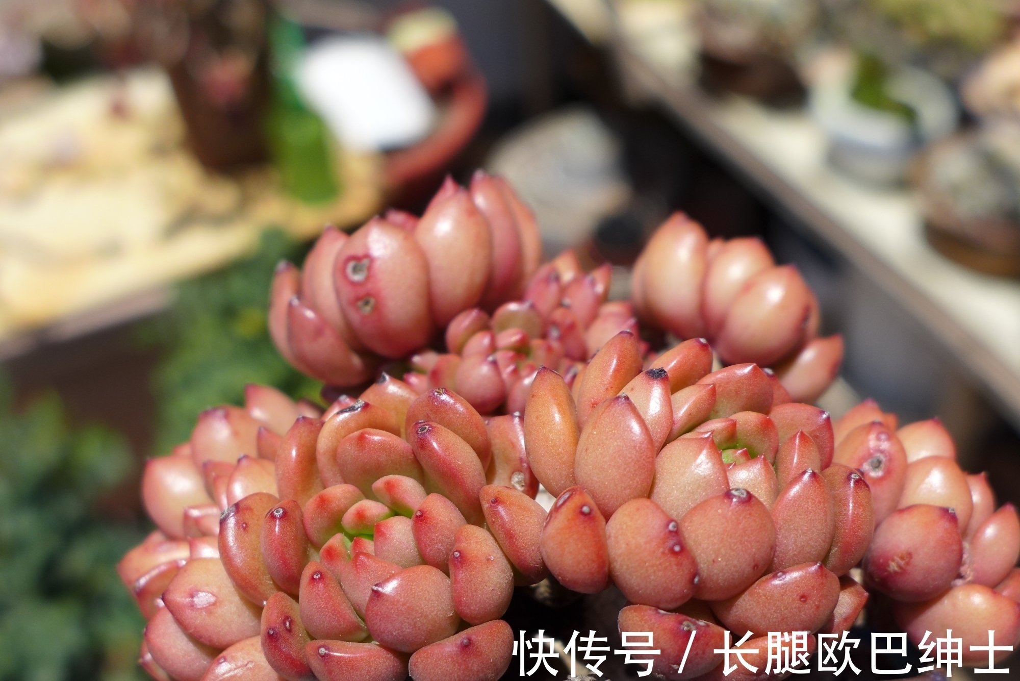 养护|多肉红宝石和蓝宝石,名字很相近差别却很大,都很漂亮值得入手