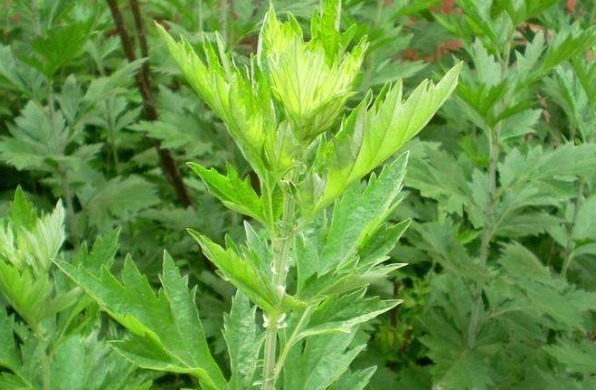 头皮屑|田间没人要的野草,却是腰间盘突出的“救命草”,不妨一起了解下