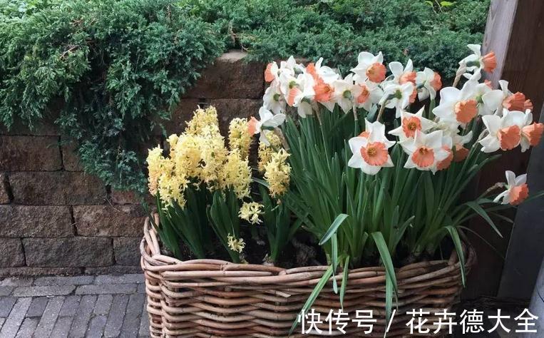 养护|适合秋季养殖的3种球根植物,阳台盆栽,2个月就开花,美极了