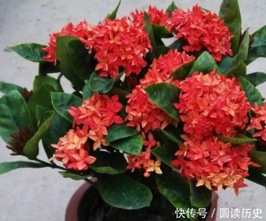 种花|4种花婀娜多姿,好养易活,个个开成大花球,超惊艳