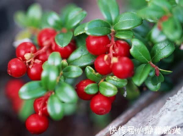 无花果|对身体最好的3种食物,补充营养,滋润肌肤,身体棒棒哒!