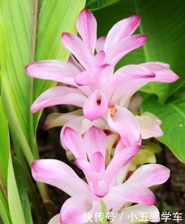 莪术|生姜开花,原来这么美,第一次见到!生姜开花,原来这么美,第一次见到!