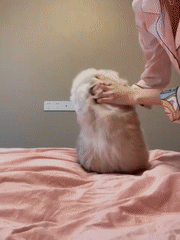 |搞笑动图:妹子:可以的话让我来替换猫咪吧!