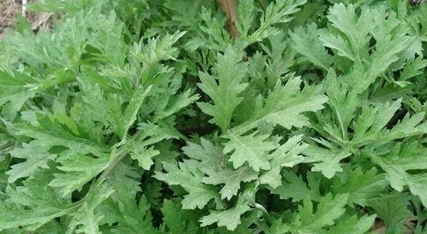 它是螨虫的克星!放在床垫下,再也不怕床上有螨虫!