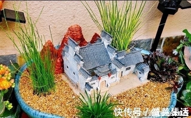 盆景|用石头盘子来养花,变成小盆景,价值能翻好几倍