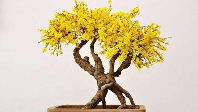 漂亮|5种花冬天再冷也不怕,年前搬进室内,过年就开花,喜庆又漂亮!