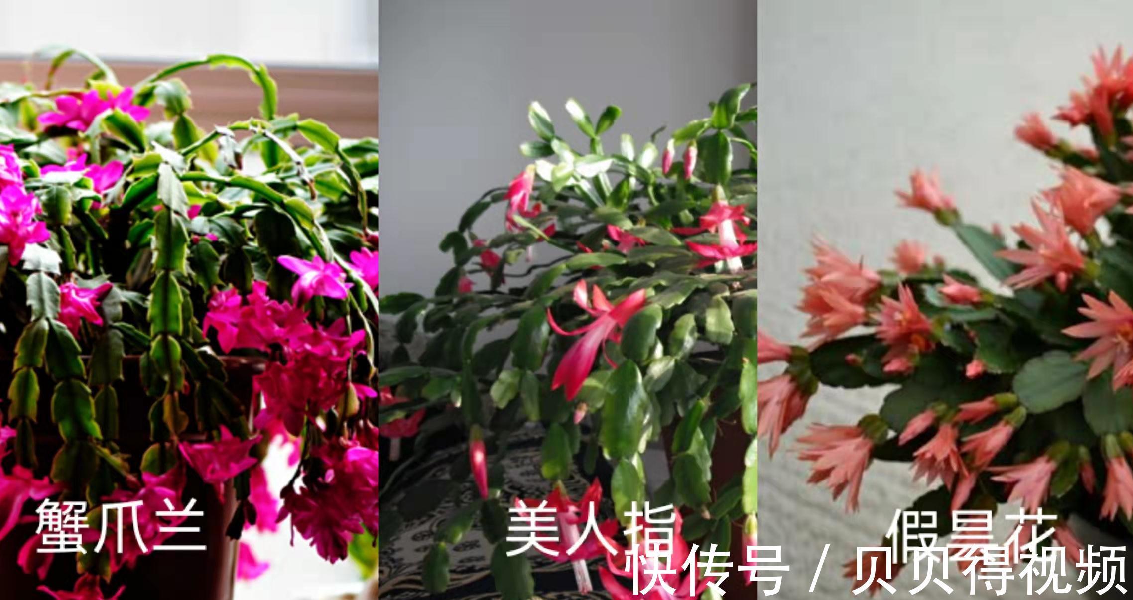 它虽然不是蟹爪兰,但是一样好养、开花很耐看