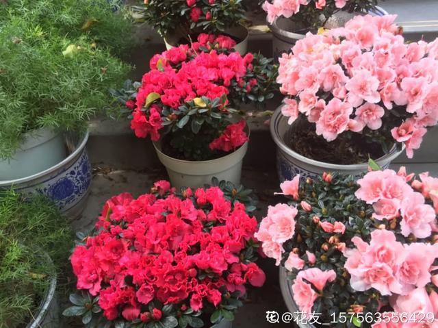 家里养盆虎皮兰,小花盆、挤着养,疯狂开花爆小崽!