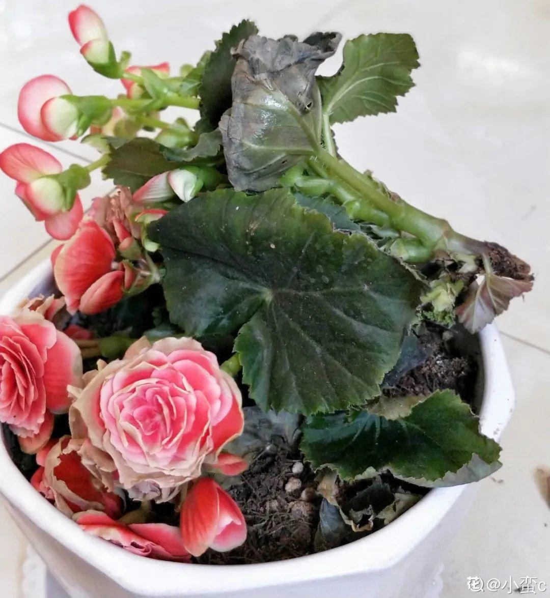 花苞|公认难养的花，养一盆死一盆，从来没有养活过！