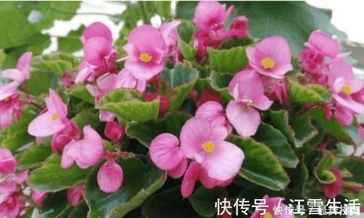 4种花给点水就呼呼长，旺宅添富贵，吉星照耀，八方聚财