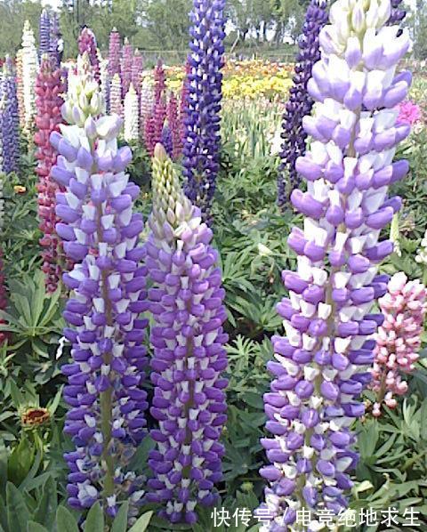 13种“漂亮花”,零下20度也冻不死它,大雪天依旧能开,又香又艳